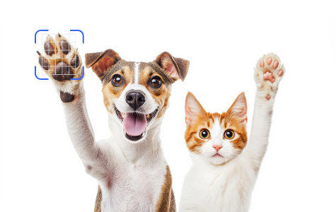 Animaux de compagnie
